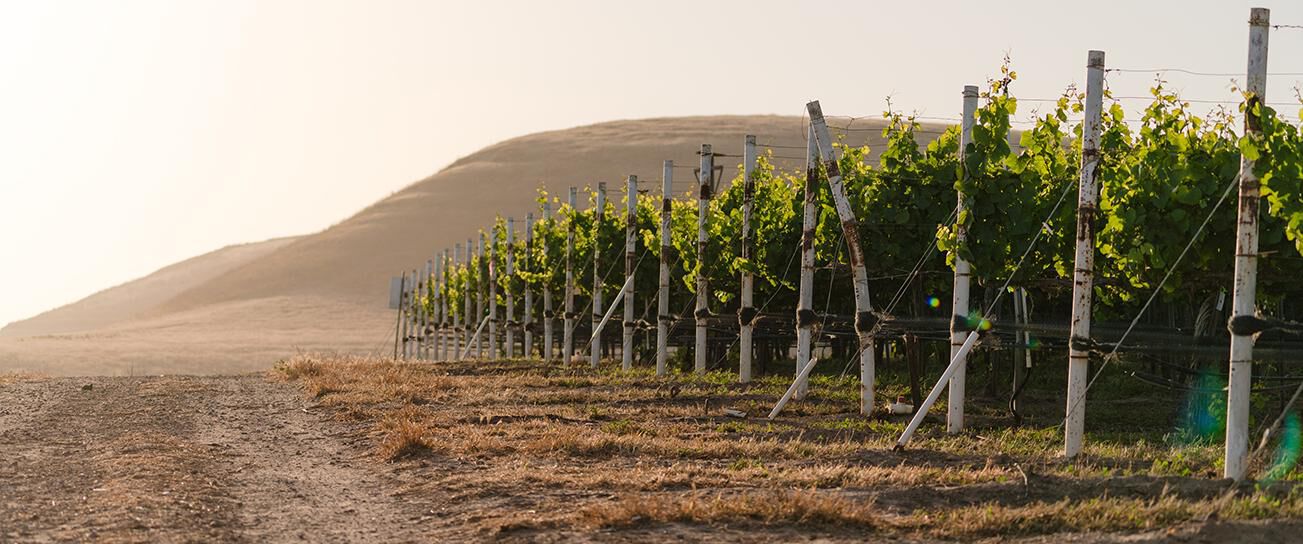 Vineyard in fog