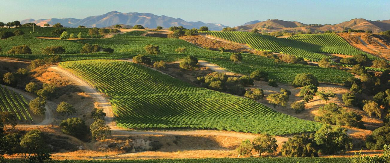 Santa Barbara County Vineyards