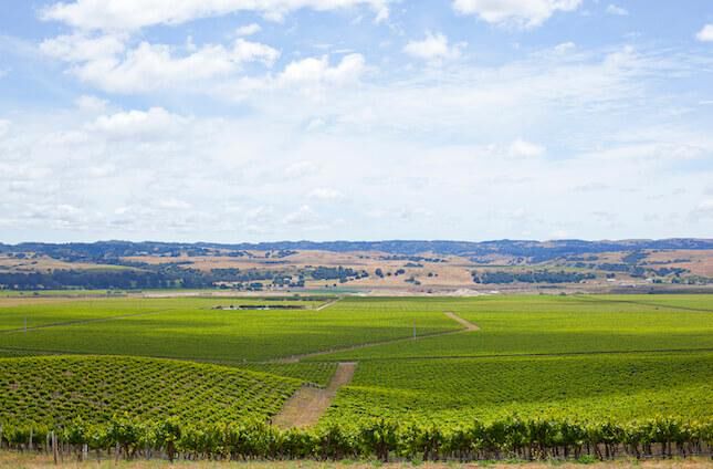 Santa Barbara Wine country has a unique climate.