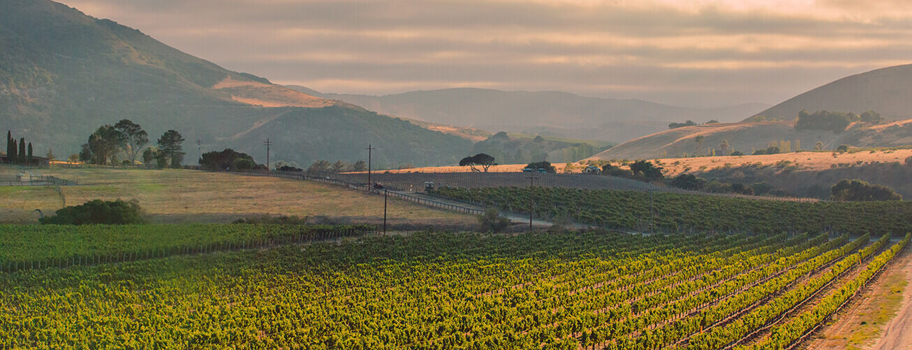 Santa Rita Hill Vineyards