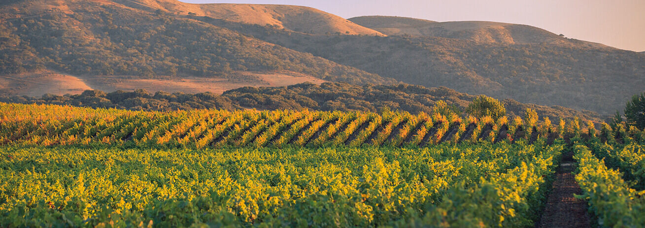 Santa Maria Wine growing region